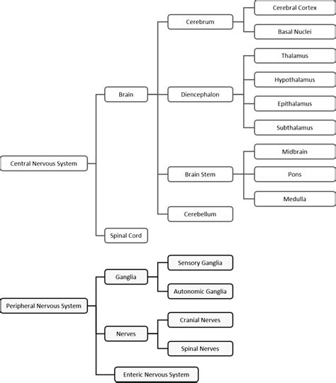 Solved Draw A Flow Chart Identifying The Components Of The Nervous