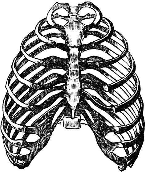 Clipart Of Black And White Sketched Ribs Royalty Free Vector Clip