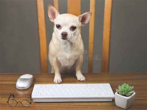 Bossy Chihuahua Dog Sitting At Wooden Table With Computer Keyboard