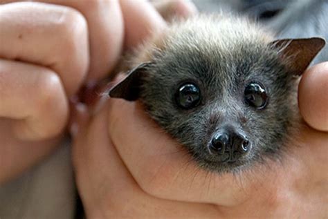 60 Adorable Bats Thatll Make Your Day With Images Cute Bat Baby