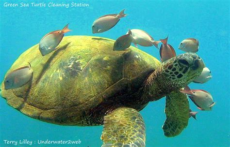 Green Sea Turtle Car Wash The Garden Island