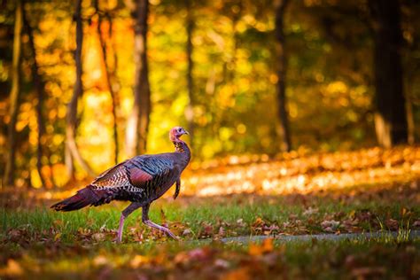 The Most Common Turkey Calling Mistakes To Avoid Game And Fish
