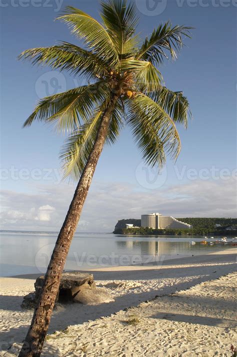 Single Green Coconut Palm Tree 1355923 Stock Photo At Vecteezy