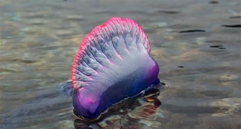 Portuguese Man-of-War Sea Jelly – "OCEAN TREASURES" Memorial Library
