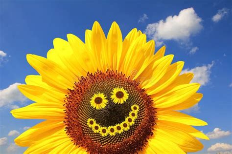 Bright Sunflower With Smiling Face Stock Image Image Of Happy