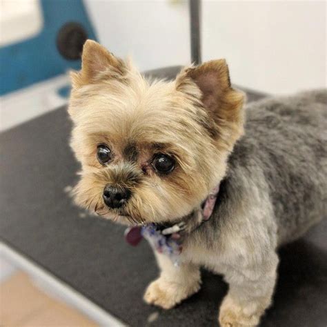 Everything About The Affectionate Yorkie Dog Grooming
