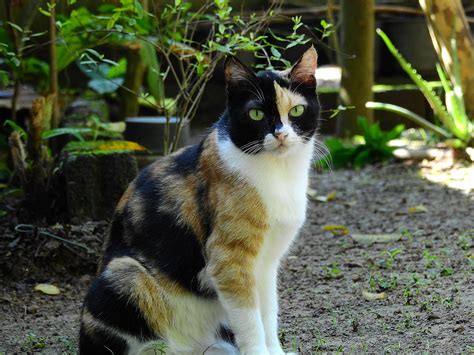 The Colors Of Calico Cats Hyaenidae