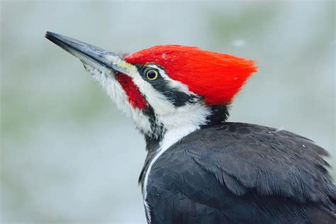 Pileated Woodpecker Head Shot Photograph By Heidi Hermes Pixels