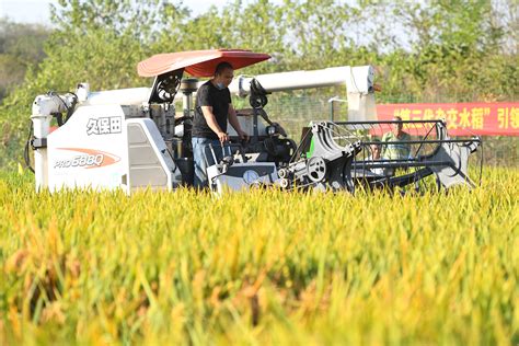 China Focus Third Generation Hybrid Rice Achieves High Yields In China