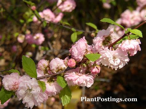 Beautiful flowering almond tree branch with new bud. PlantPostings: Plant of the month: Dwarf Flowering Almond