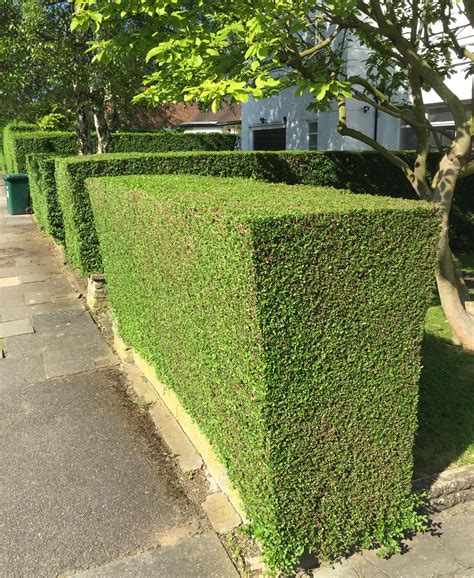 This Perfectly Trimmed Hedge Roddlysatisfying