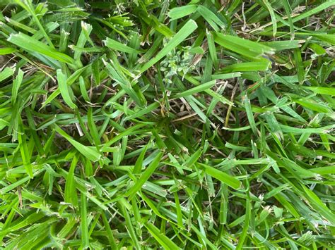 St Augustine Crabgrass Or Other