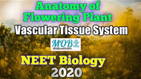 Anatomy Of Flowering Plant I Lecture 11 I Vascular Tissue System I Neet
