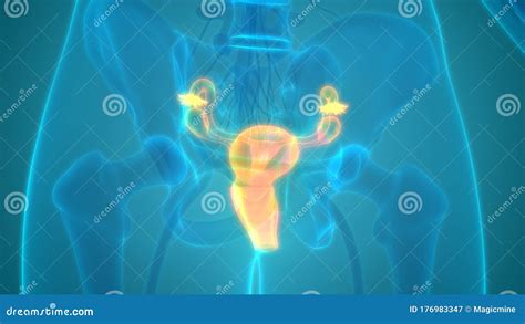 Female Internal Organs Reproductive System Anatomy Stock Illustration
