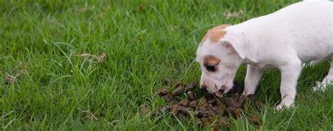 How To Keep A Dog From Eating Its Own Feces