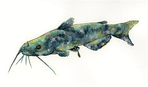 Most fish have scales covering the length of their body. Flathead Catfish Drawing