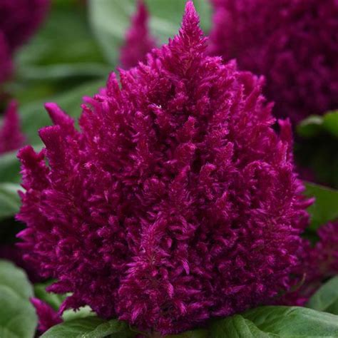 Celosia plant care growing flowers dahlia, lobelia,celosia, coleus learn how to care for your spicata celosia houseplant. First Flame™ Purple Celosia