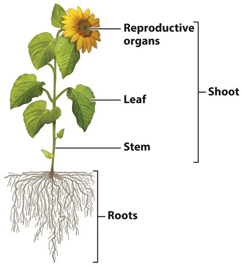 Chapter 29 Plant Structure And Function Moving Photosynthesis Onto Land