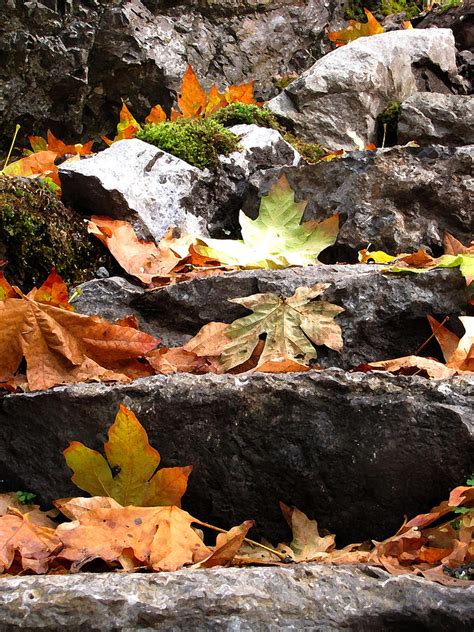 Steps Toward Autumn Leaves Photograph By Marie Jamieson Fine Art