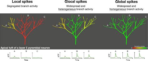 Glocal Dendritic Spikes Variation In Branch Activity During Dendritic