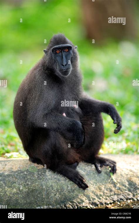 Celebes Crested Macaque Macaca Nigra Female Adult Captive Singapore Southeast Asia Stock