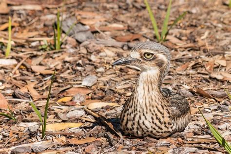 Australian Bush Thick Knee Bird Nesting On Ground Stock Photo Image