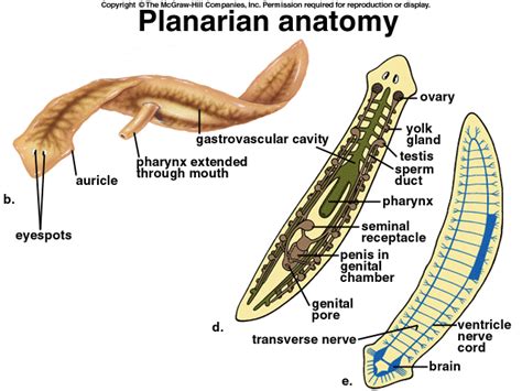 Platyhelminthes Dunia Biologi