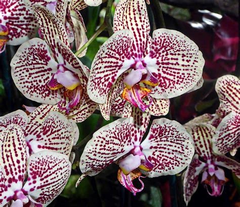 Pink And White Orchids Free Stock Photo Public Domain Pictures