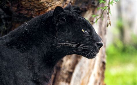 Wallpaper Black Profile Wildlife Big Cats Whiskers Black Panther