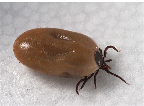 Ticks More Than Just Lyme Disease Pest Control Technology