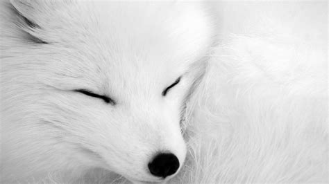 Download Close Up White Sleeping Animal Arctic Fox Hd Wallpaper