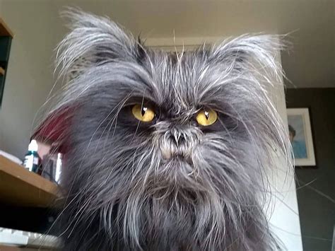 Moony The Werewolf Cat Looks Like Hes Seen A Full Moon Or