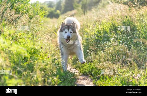 Funny Dog Running Along Path Between Summer Grass Stock Photo Alamy