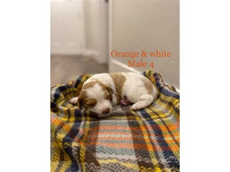 The brittany (or brittany spaniel) is a compact, closely knit dog of medium size, and leggy in appearance. 8 AKC purebred Brittany puppies for sale in Boise, Idaho - Puppies for Sale Near Me