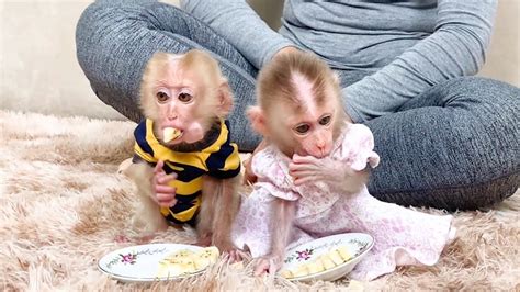 Its Time To Have Breakfast Of Baby Monkey Lyly And Lulu Youtube