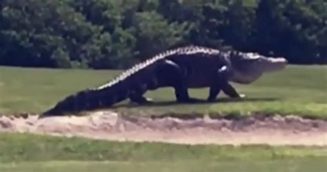 Video Of Giant Alligator On Florida Golf Course Leaves Millions In Awe Nbc Palm Springs