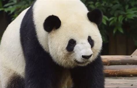 Panda Bear Fakes Her Pregnancy Food World News