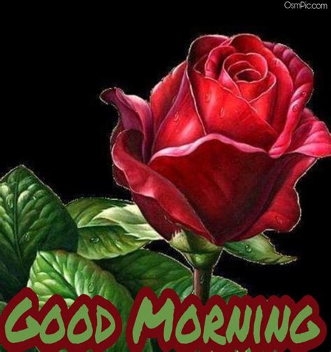 To the flowers smell sweeter nd the sky seems to be more blue, as soon as i see u!!!! 55 Good Morning Rose Flowers Images Pictures With Romantic ...