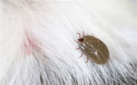 Tick Prevention For North Carolina Residents And Pet Owners Ticks