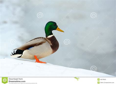 Mallard Duck On Snow Slope Stock Image Image Of Bright 46278625