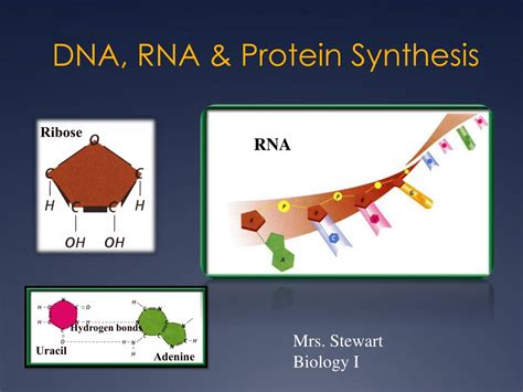 Ppt Dna Rna And Protein Synthesis Powerpoint Presentation Free