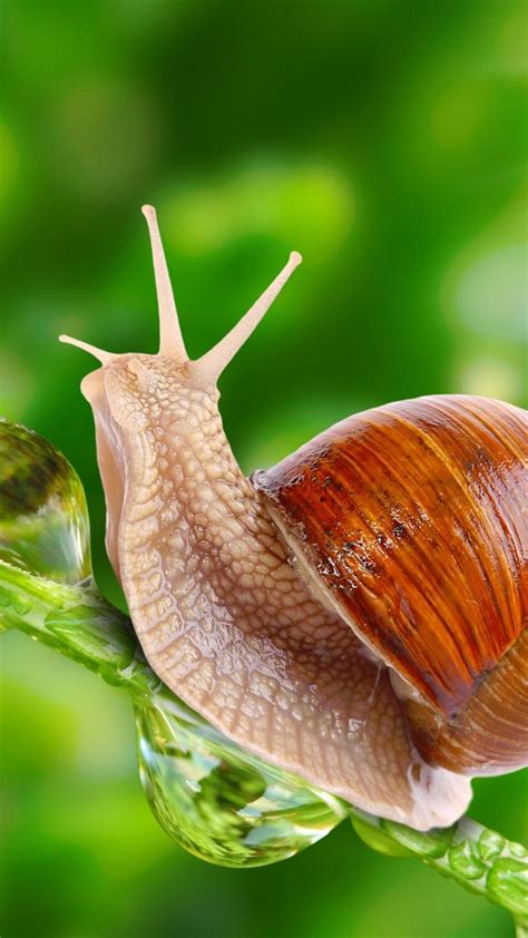 Snail Wallpapers Top Free Snail Backgrounds Wallpaperaccess