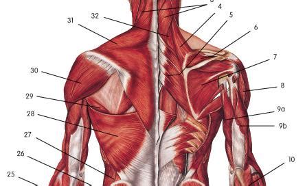 The thoracic spine —also referred to as the upper back or middle back—is designed for stability to anchor the rib cage and protect vital internal organs within the chest. Upper Extremity Muscles (Practical) - Physical Therapy 417 ...