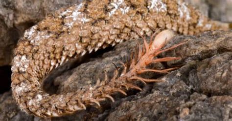 Meet The Snake With A Tail Disguised As A Spider Az Animals