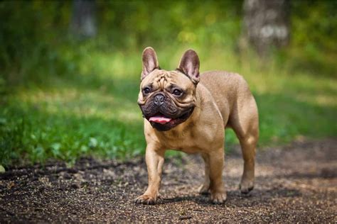 The Fabulous Colors From Brindle To Sable French Bulldogs