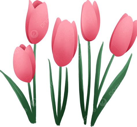 Tulipanes Rosa Png Imágenes Prediseñadas De Tulipán Tulipán Rosado