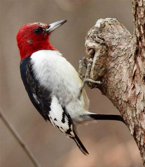 Red Headed Woodpecker Indiana Audubon