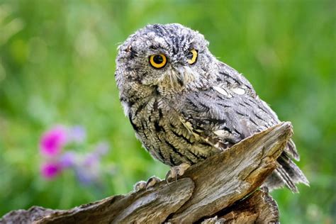 Two New Species Of Screech Owls Are Already Critically Endangered