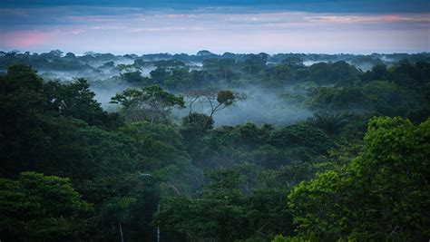 £150 Million Government Investment To Save The Worlds Rainforests