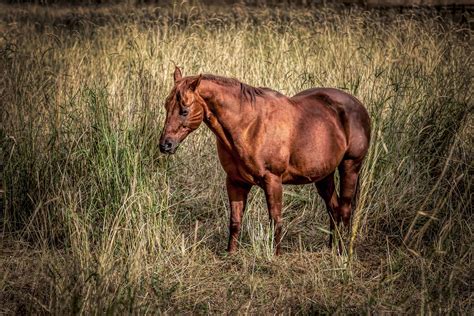 chestnut horse